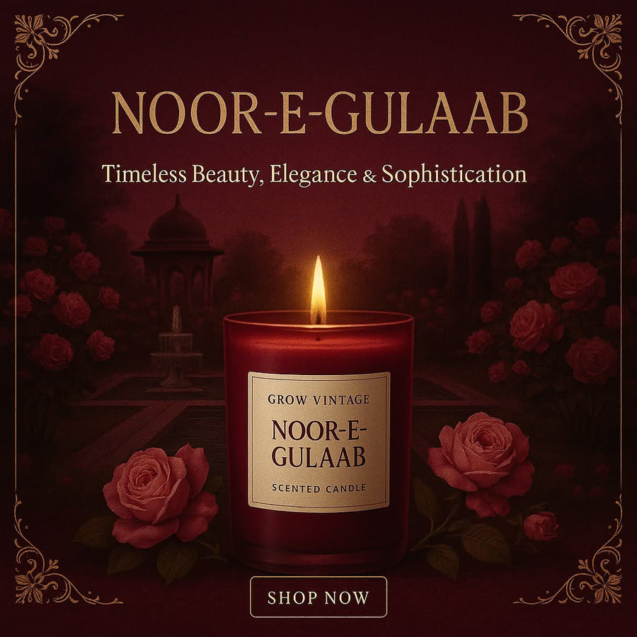 NOOR -E- GULAAB